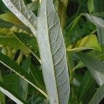 Salix humilis Feuille