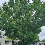Quercus rubra Habitus