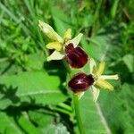 Ophrys apifera Flor