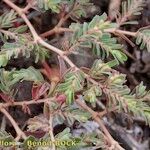 Euphorbia glyptosperma Muu