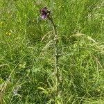 Cirsium palustre Yaprak