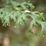 Hymenophyllum kuhnii Leaf