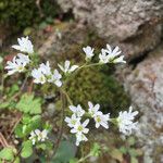 Micranthes virginiensis Flor