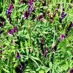 Vicia eriocarpa Natur