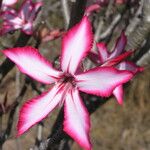 Adenium multiflorum Цвят
