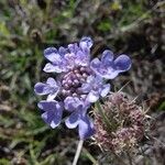 Scabiosa triandra Flower