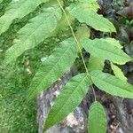 Juglans venezuelensis Leaf