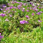 Phlox diffusa Habit