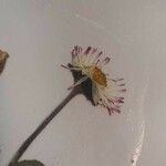 Bellis perennisBlomst