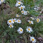 Leucanthemum graminifolium Hábito