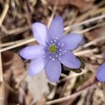 Hepatica nobilisFlor