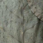 Neea floribunda Other