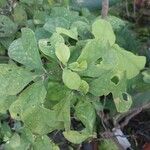 Brunfelsia latifolia Leaf