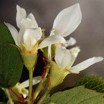 Amelanchier utahensis Λουλούδι