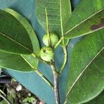 Ficus yoponensis Anders