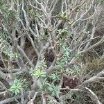 Euphorbia balsamifera Bark