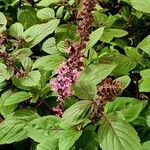 Ocimum kilimandscharicum Flower