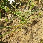 Ornithogalum gussonei Fleur