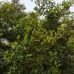 Terminalia mantaly Habit