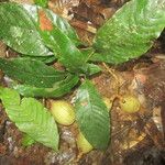 Lacunaria crenata Blatt