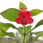 Kohleria hirsuta Цвят