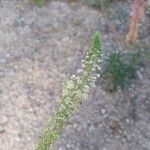 Reseda alba Λουλούδι