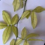 Rosa banksiae Leaf