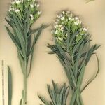 Echium brevirame Ostalo
