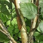 Betula utilis Folha