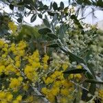 Acacia podalyriifolia ফুল
