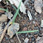 Xenostegia tridentata Blatt