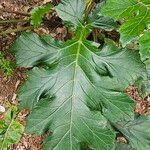 Acanthus mollis Leaf