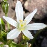 Ornithogalum gussonei Flower