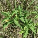 Physalis longifolia Leaf