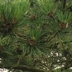 Pinus nigra Deilen