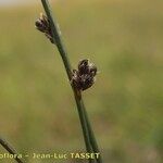 Juncus arcticus 果實