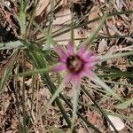 Tragopogon angustifolius 花