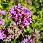 Verbena bonariensisBlüte