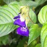 Rhynchoglossum obliquum Flower