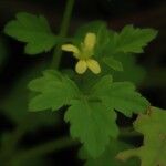 Cardamine trichocarpa Flor