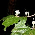 Matisia bracteolosa 其他