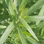 Artemisia dracunculus List