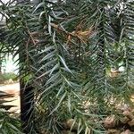 Araucaria angustifolia Hábito