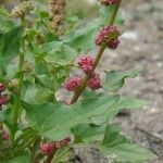 Chenopodium capitatum Habit