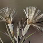 Tetradymia filifolia Плод