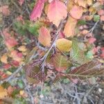 Rhus aromatica Leaf