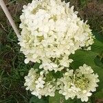 Hydrangea paniculata花