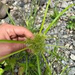 Cyperus strigosus 花