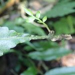 Bolbitis acrostichoides Leaf