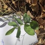 Polygonatum odoratum 叶